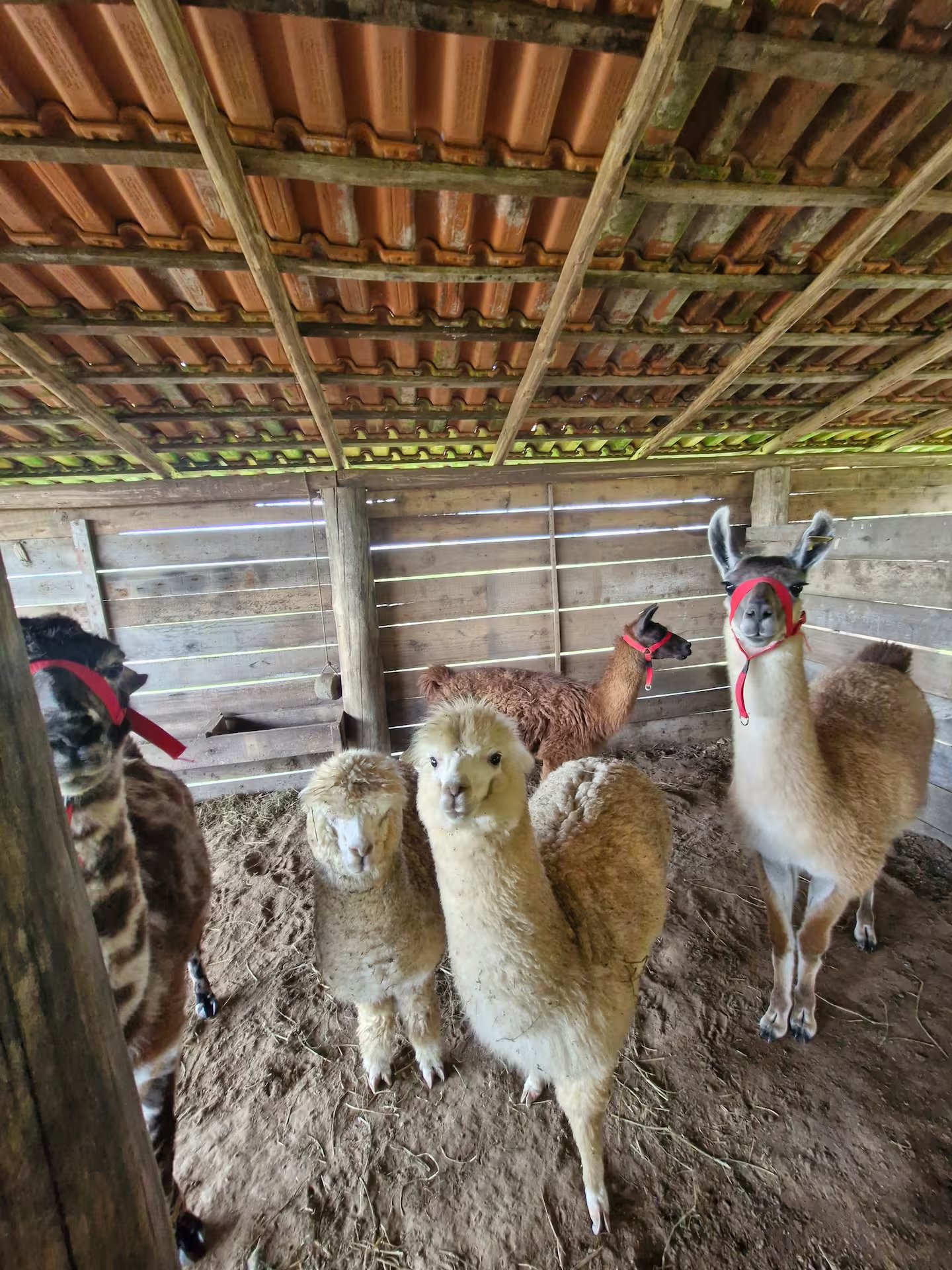 Lhamas