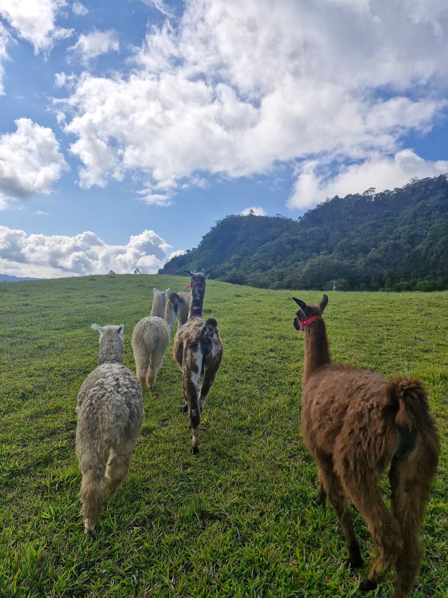 Alpacas