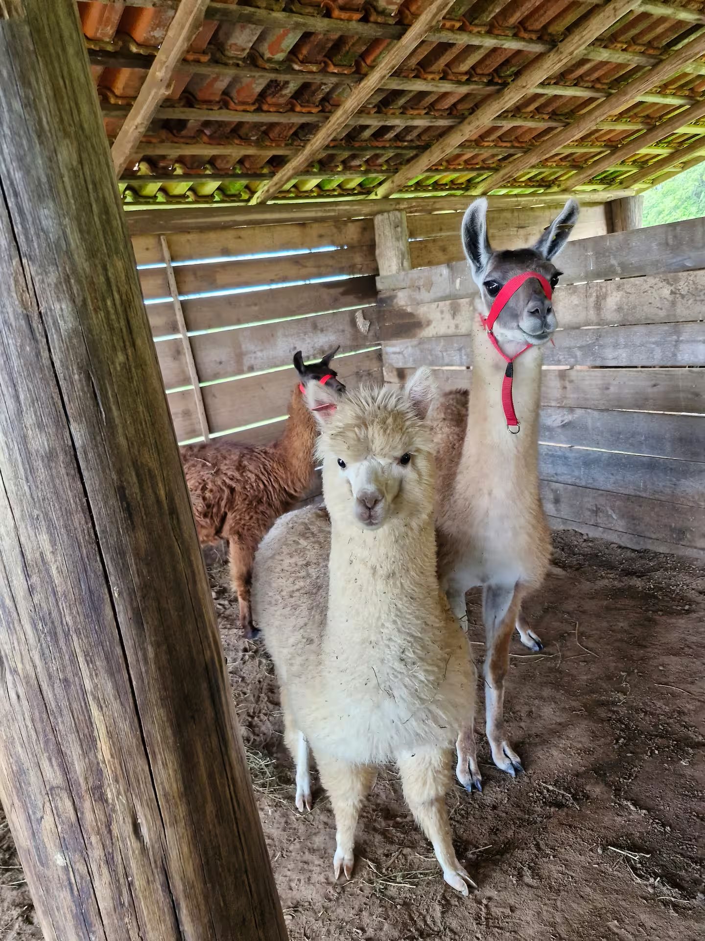 Alpacas no curral